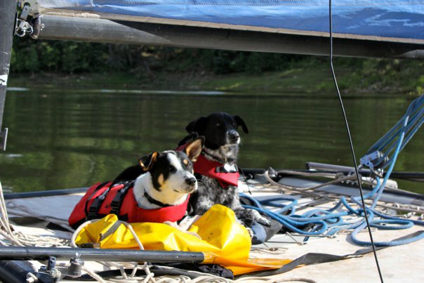 Dogs at Lemon Reservoir 